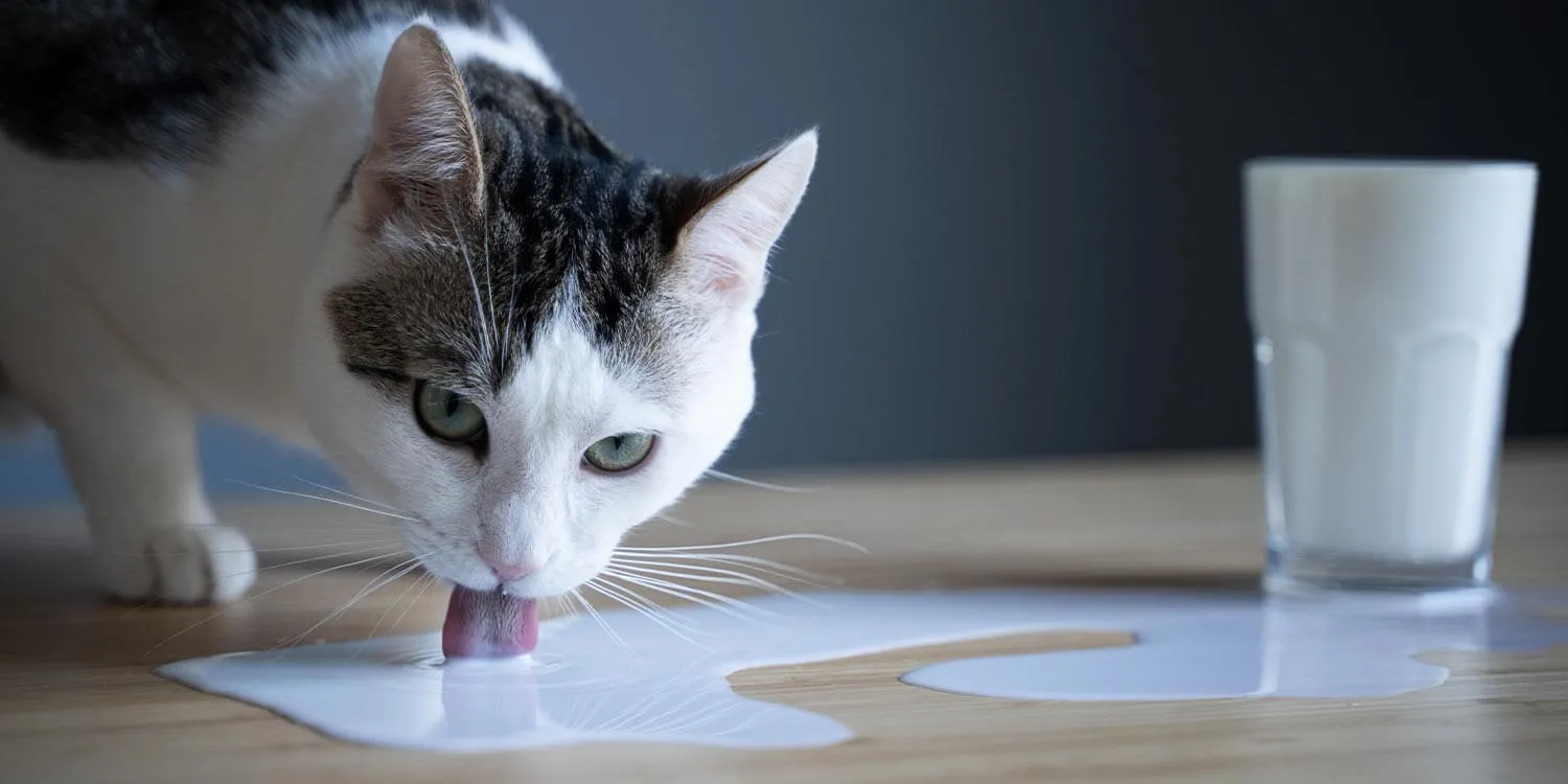 duerfen-katzen-milch-trinken_1920x1920