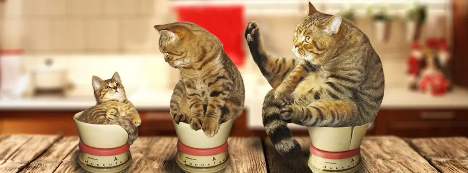 Header-uebergewicht-bei-Katzen_1920x1920